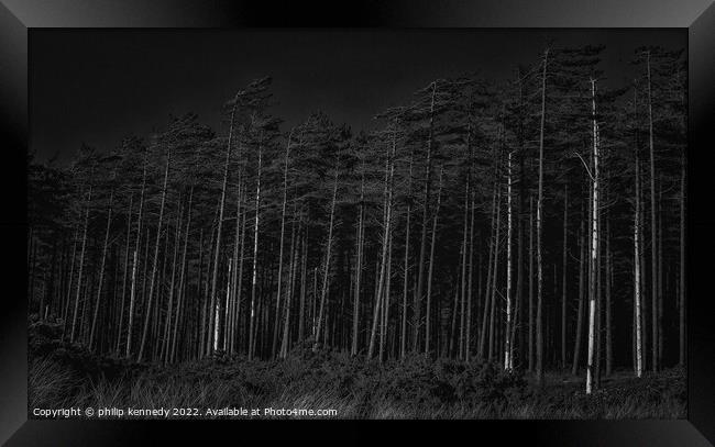 Newborough Forest Framed Print by philip kennedy