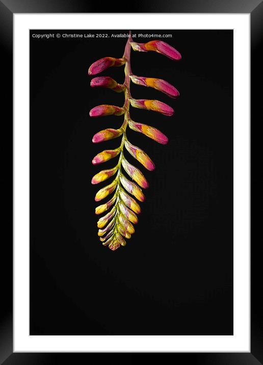 Pink And Gold Framed Mounted Print by Christine Lake