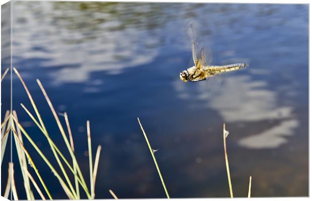 Dragonfly flying over pond Canvas Print by Gary Eason