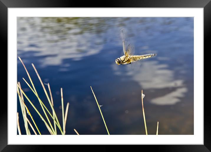 Dragonfly flying over pond Framed Mounted Print by Gary Eason