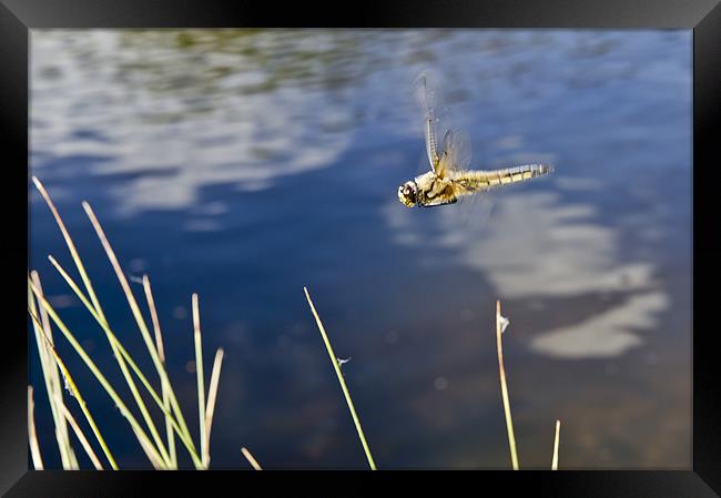 Dragonfly flying over pond Framed Print by Gary Eason