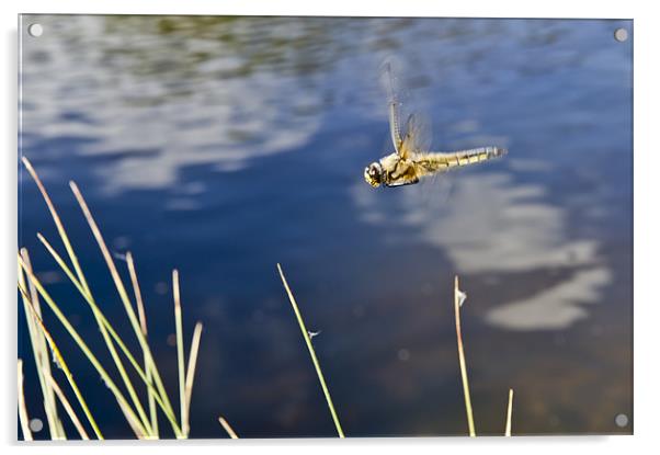 Dragonfly flying over pond Acrylic by Gary Eason