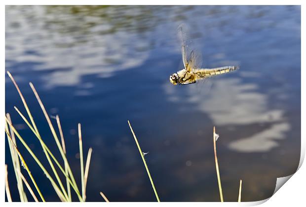 Dragonfly flying over pond Print by Gary Eason