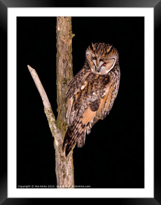 Long eared Owl Framed Mounted Print by Moi Hicks