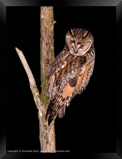 Long eared Owl Framed Print by Moi Hicks