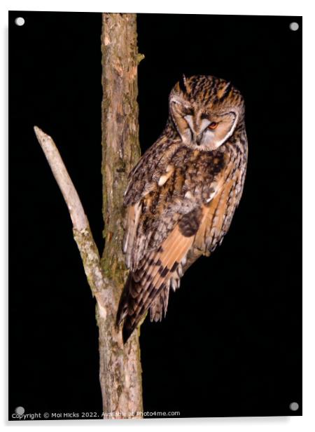 Long eared Owl Acrylic by Moi Hicks
