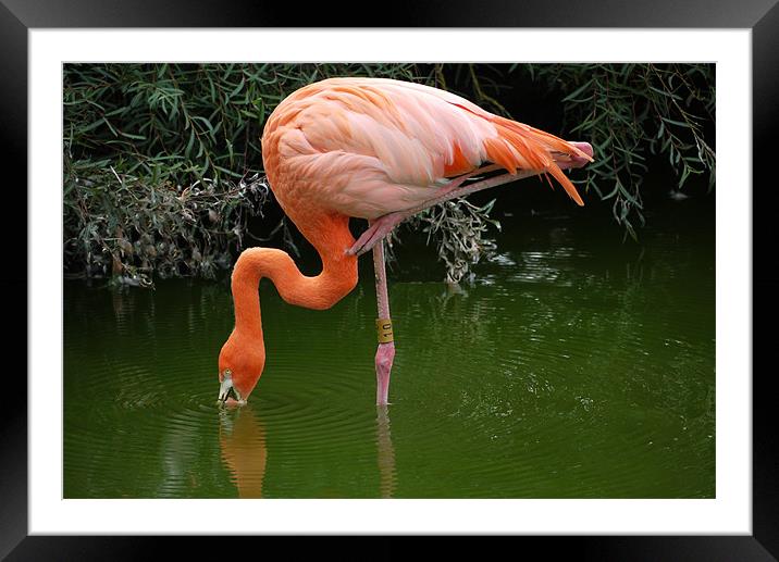 Flamingo Framed Mounted Print by Raymond Partlett