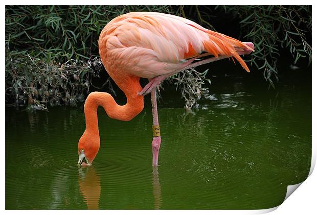 Flamingo Print by Raymond Partlett