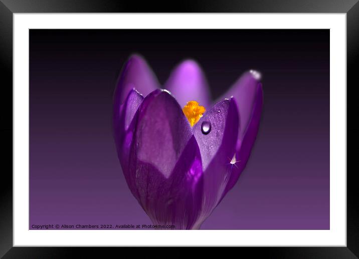 Dark Crocus Glow Framed Mounted Print by Alison Chambers