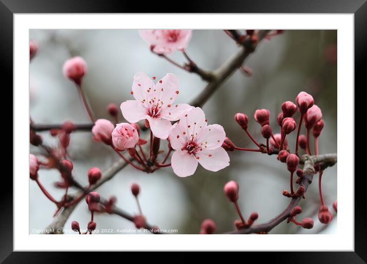 Buds and blossom Framed Mounted Print by Angela Redrupp