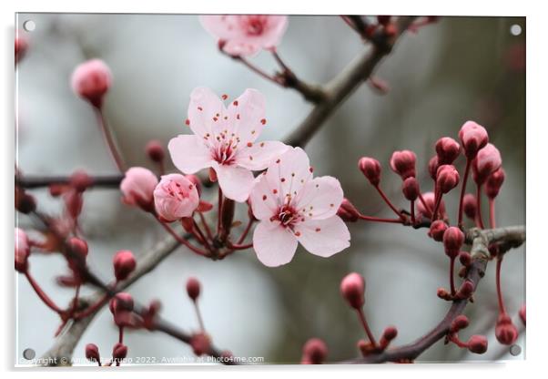 Buds and blossom Acrylic by Angela Redrupp