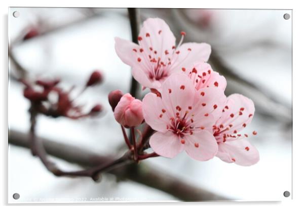 Cherry blossom Acrylic by Angela Redrupp