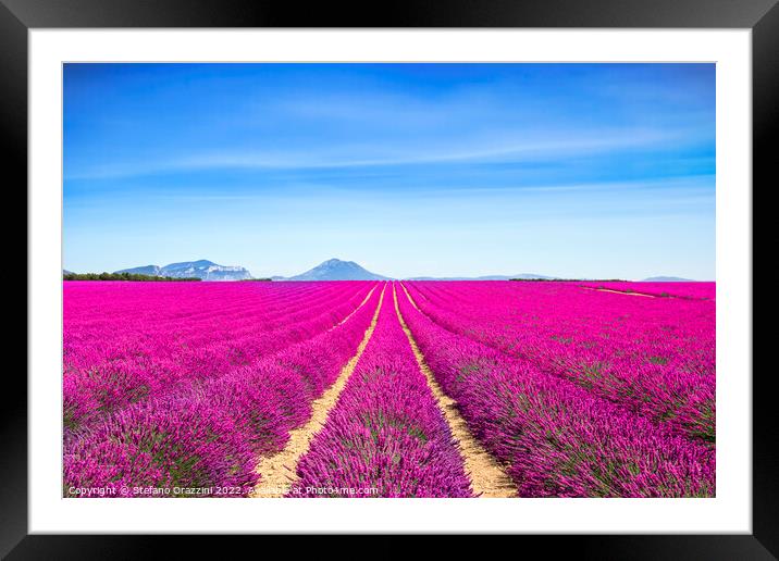Lavender flowers fields endless rows. Provence, France Framed Mounted Print by Stefano Orazzini