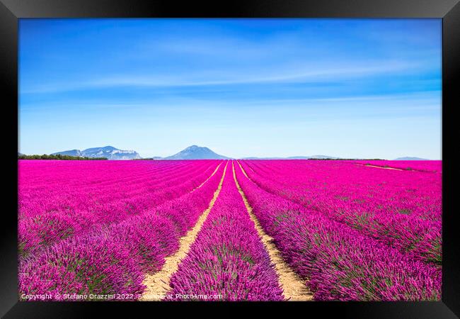 Lavender flowers fields endless rows. Provence, France Framed Print by Stefano Orazzini
