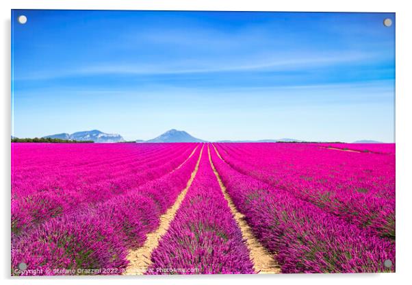 Lavender flowers fields endless rows. Provence, France Acrylic by Stefano Orazzini