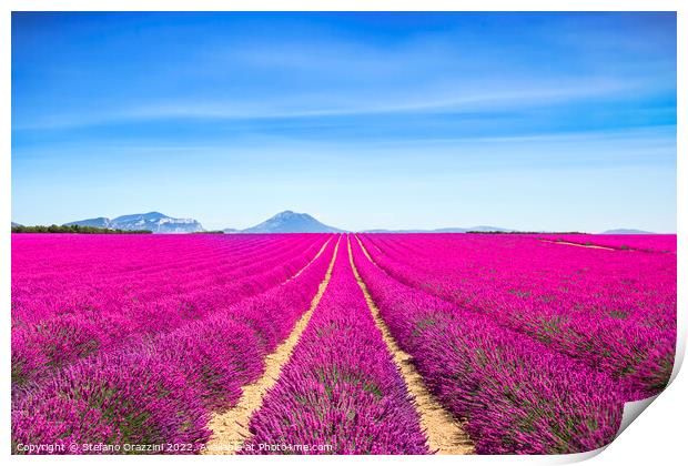 Lavender flowers fields endless rows. Provence, France Print by Stefano Orazzini
