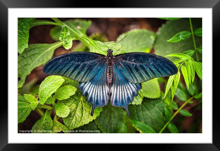 The Magnificent Great Yellow Mormon Butterfly Framed Mounted Print by Martin Day