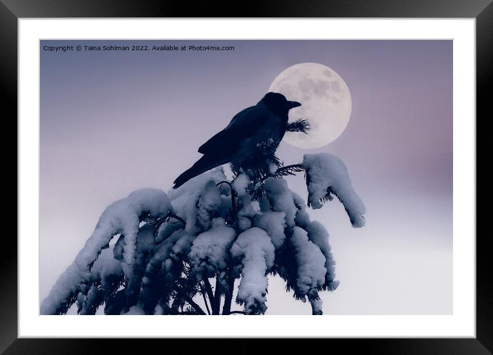 Hooded Crow and Full Moon in Winter Framed Mounted Print by Taina Sohlman