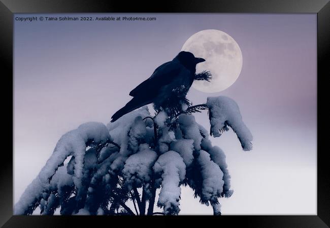 Hooded Crow and Full Moon in Winter Framed Print by Taina Sohlman