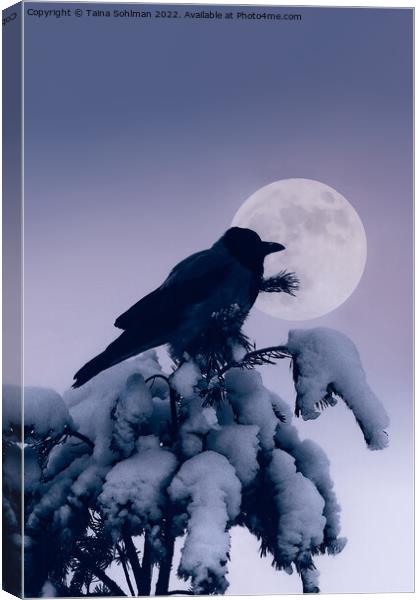 Hooded Crow and Full Moon in Winter Canvas Print by Taina Sohlman