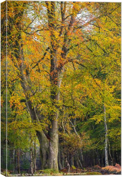 Woodland New Forest Hampshire England in autumn  Canvas Print by Chris Warren