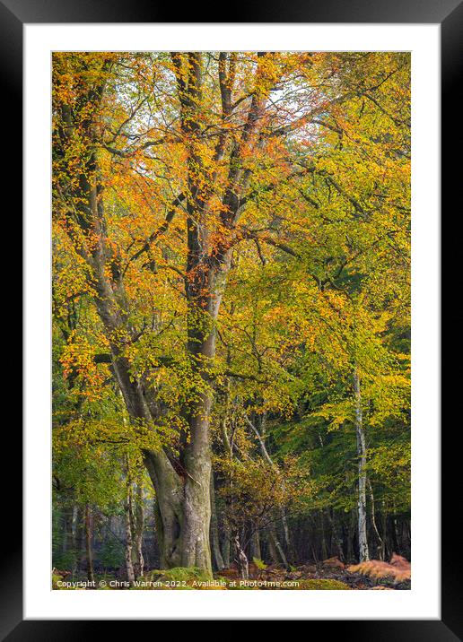 Woodland New Forest Hampshire England in autumn  Framed Mounted Print by Chris Warren