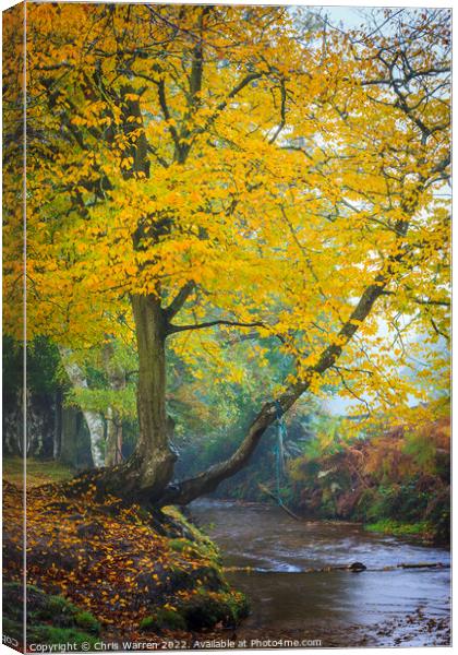 Autumn colour in New Forest Hampshire England Canvas Print by Chris Warren