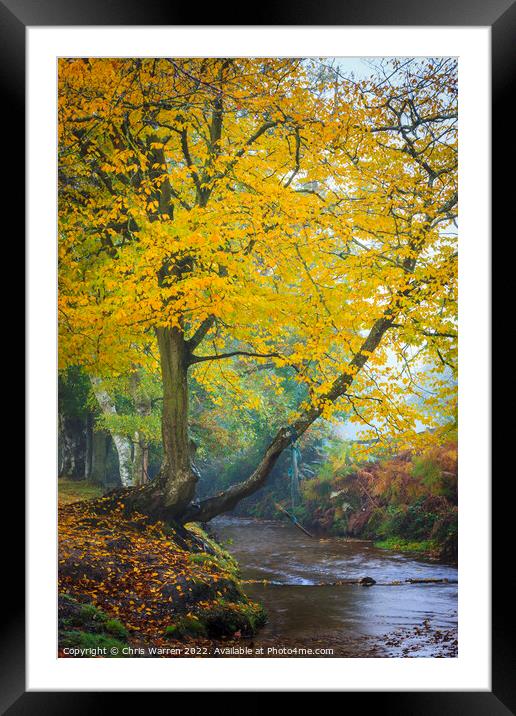 Autumn colour in New Forest Hampshire England Framed Mounted Print by Chris Warren