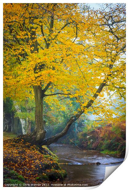 Autumn colour in New Forest Hampshire England Print by Chris Warren