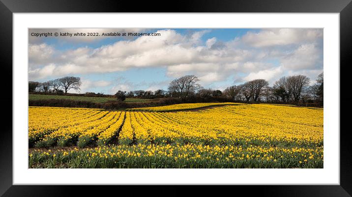 Field of daffodils Framed Mounted Print by kathy white