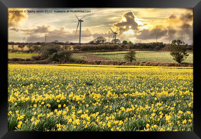 Cornish Daffodils, fields at sunrise Framed Print by kathy white