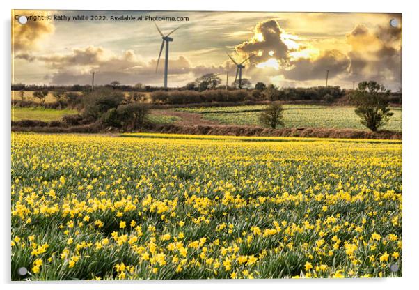 Cornish Daffodils, fields at sunrise Acrylic by kathy white