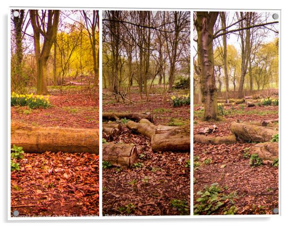 Woodland trees Triptych Acrylic by Stuart Chard