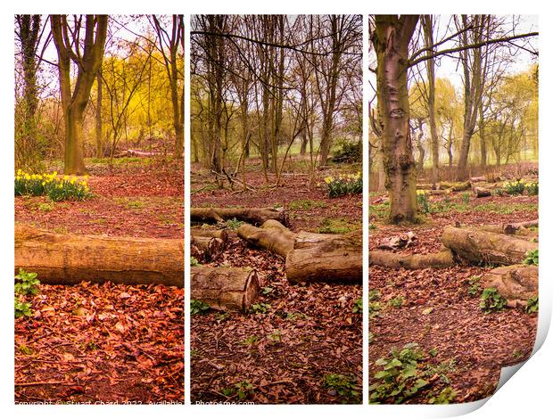Woodland trees Triptych Print by Travel and Pixels 