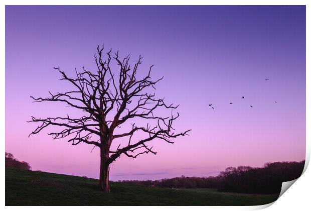 Tree in Winter Print by Mark Jones