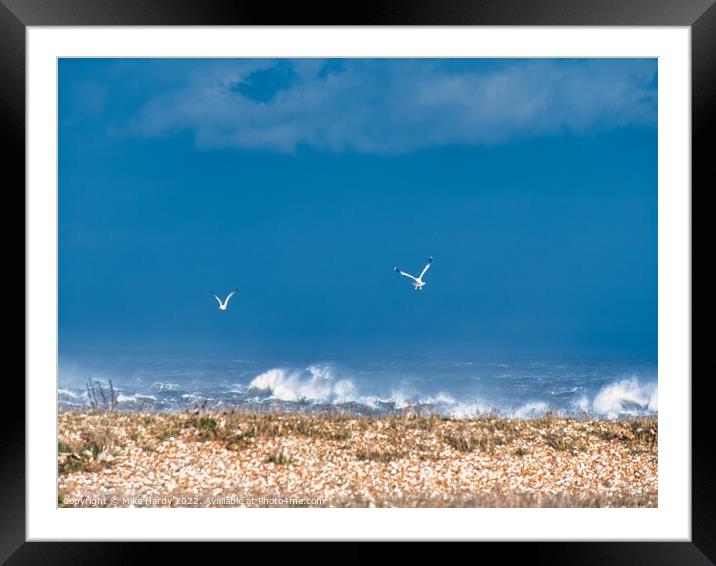 Swooping gulls on storm struck beach, Dungeness Framed Mounted Print by Mike Hardy