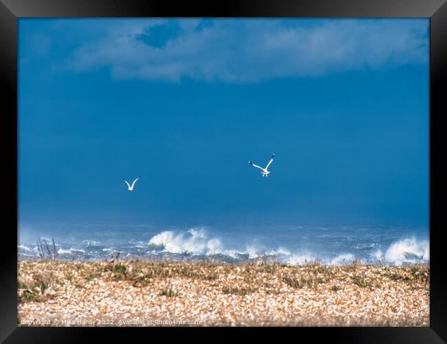 Swooping gulls on storm struck beach, Dungeness Framed Print by Mike Hardy