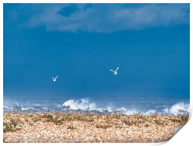 Swooping gulls on storm struck beach, Dungeness Print by Mike Hardy