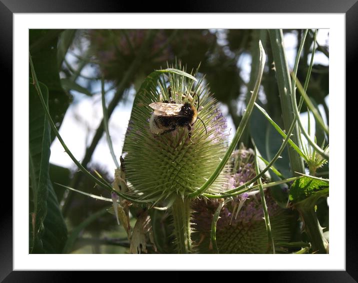 Bee on a Teasel Framed Mounted Print by Simon Hill