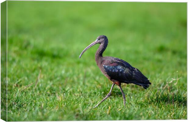 A Glossy Ibis taken in Gloucestershire Canvas Print by Tracey Turner