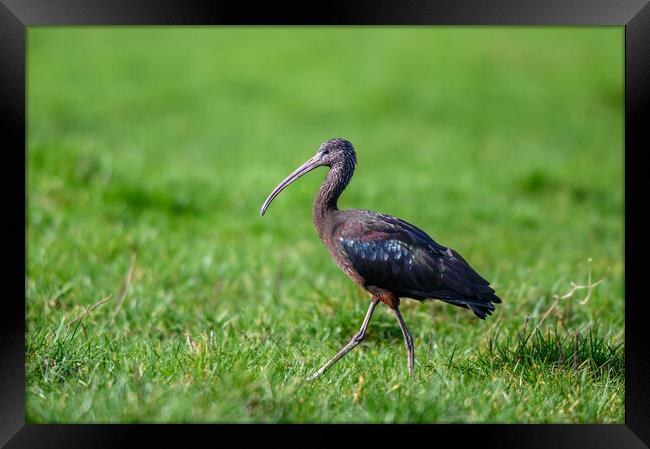 A Glossy Ibis taken in Gloucestershire Framed Print by Tracey Turner
