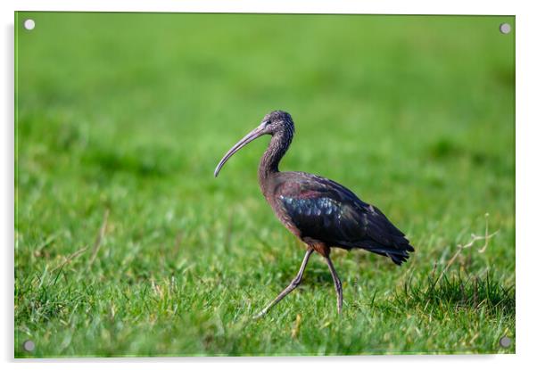 A Glossy Ibis taken in Gloucestershire Acrylic by Tracey Turner