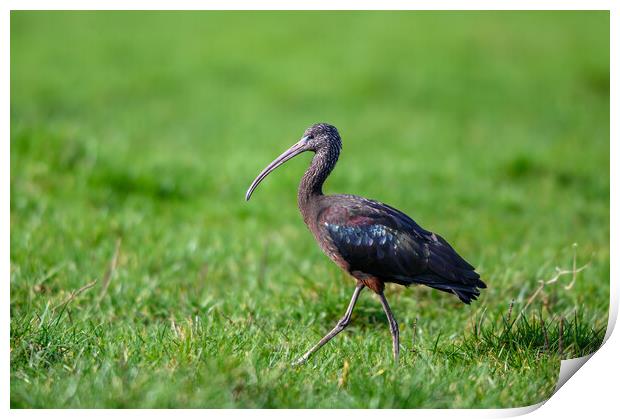 A Glossy Ibis taken in Gloucestershire Print by Tracey Turner