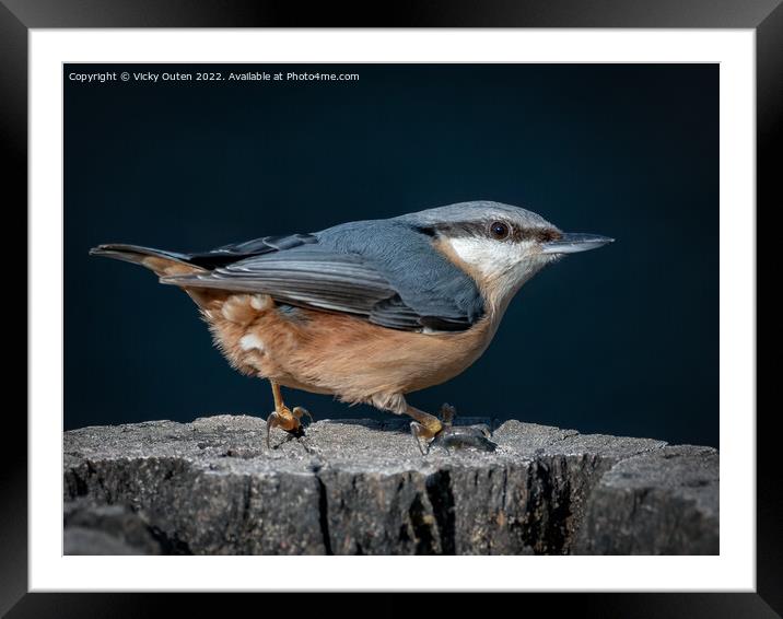A nuthatch standing on a log  Framed Mounted Print by Vicky Outen