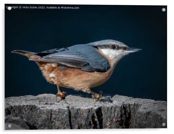 A nuthatch standing on a log  Acrylic by Vicky Outen