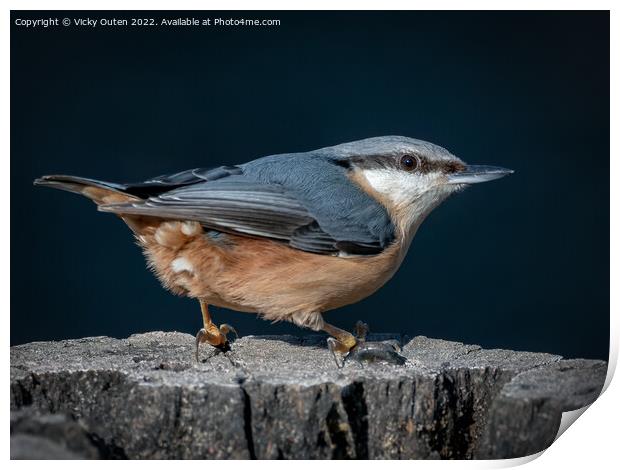 A nuthatch standing on a log  Print by Vicky Outen