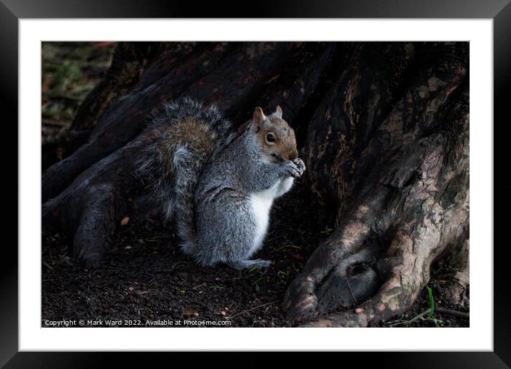 Breakfast in the Park. Framed Mounted Print by Mark Ward