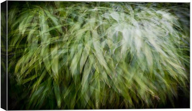 Bamboo in the wind Canvas Print by Gary Eason