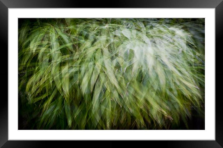Bamboo in the wind Framed Mounted Print by Gary Eason