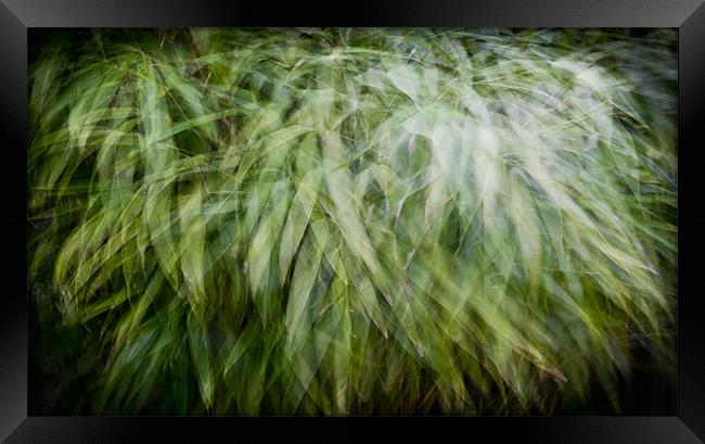 Bamboo in the wind Framed Print by Gary Eason